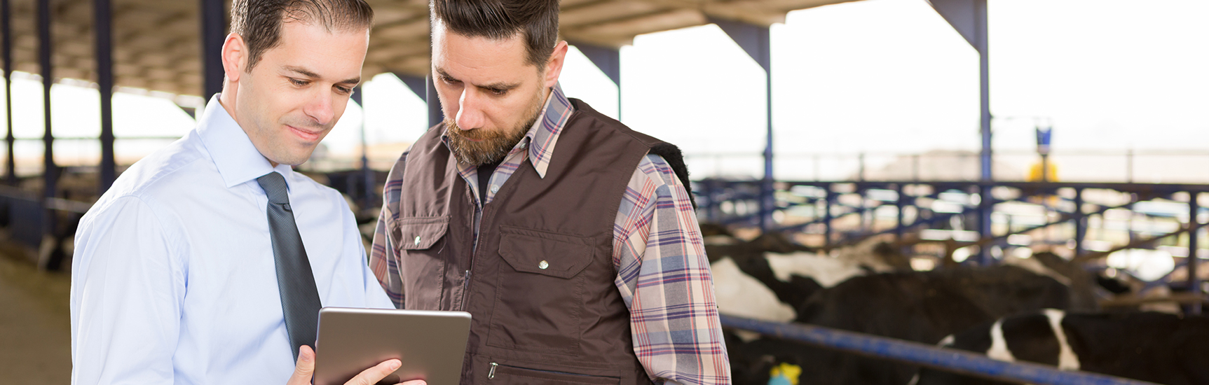 Business worker showing cattle worker information on tablet